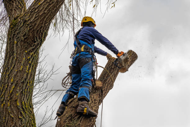 Mulching Services in Twinsburg Heights, OH